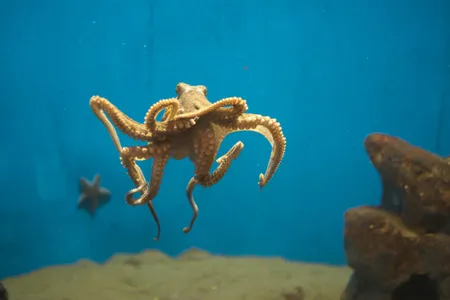 Here an octopus—not Heidi—swims in a tank.