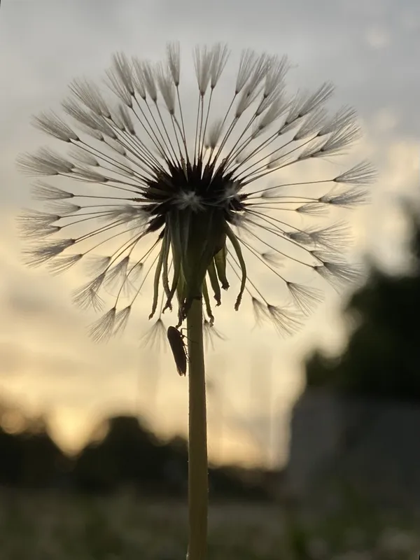 Insect & Dandelion Sharing a Moment thumbnail