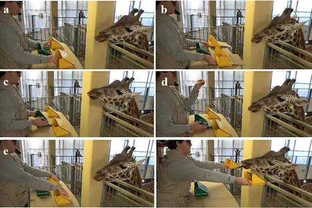 Researchers showed each giraffe the contents of several containers, which held varying numbers of carrots, then added extra pieces to one of them. Afterward, the animal would choose a container to get the treats inside.