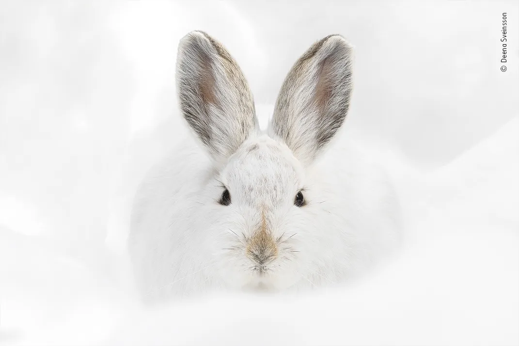 a white hare against the snow faces the lens