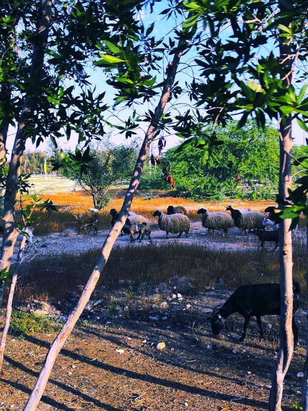 a sigma black goat thumbnail