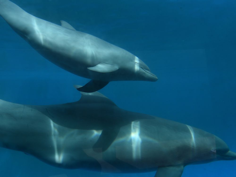 A female dolphin calf swims above her mother