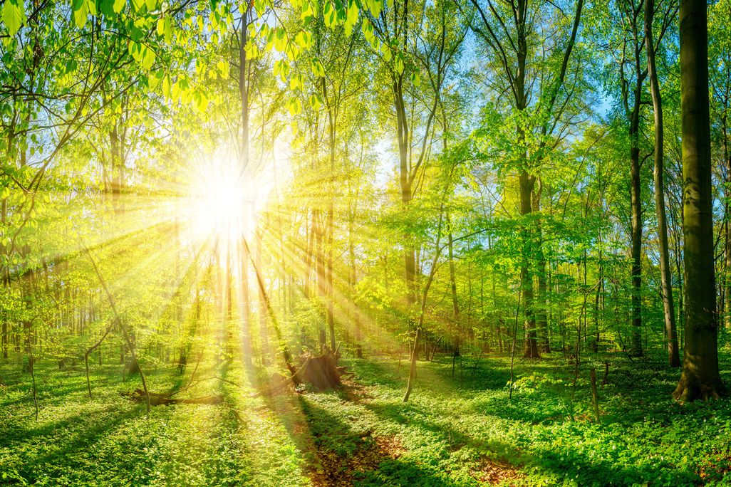 Light in the Forest