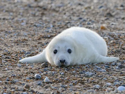 An adorable seal pup