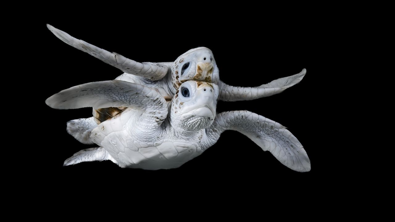 ocean life photographers