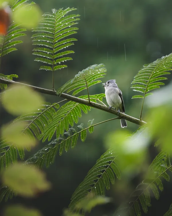 Singing in the Rain thumbnail