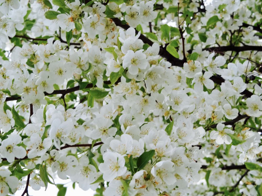 Apple Tree spring bloom | Smithsonian Photo Contest | Smithsonian Magazine