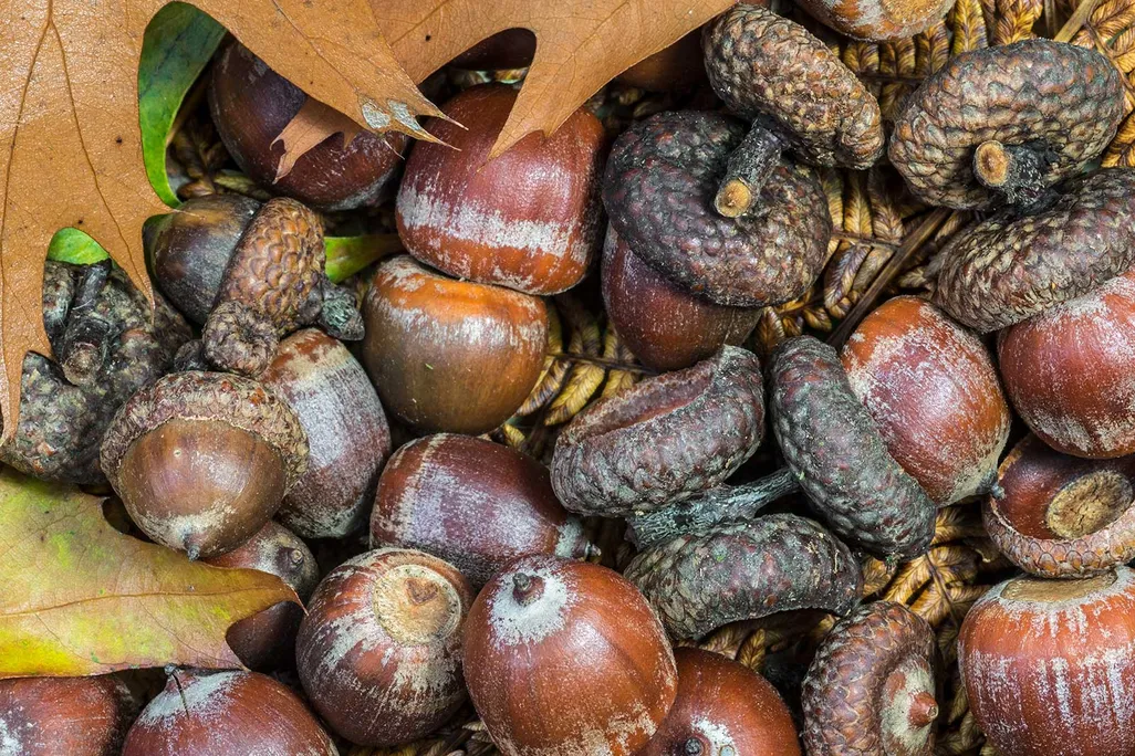 Acorns on the Ground