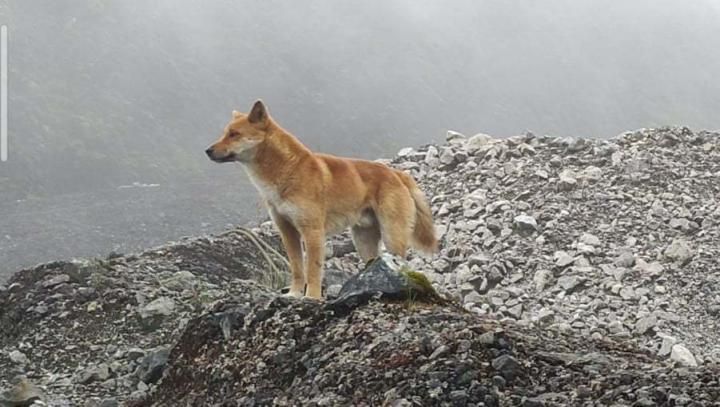 New Guinea singing dog