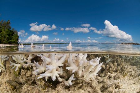 Bleached coral pokes through the water's surface off the coast of New Ireland, Papua New Guinea.