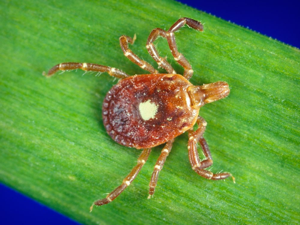 Lone start tick on green leaf