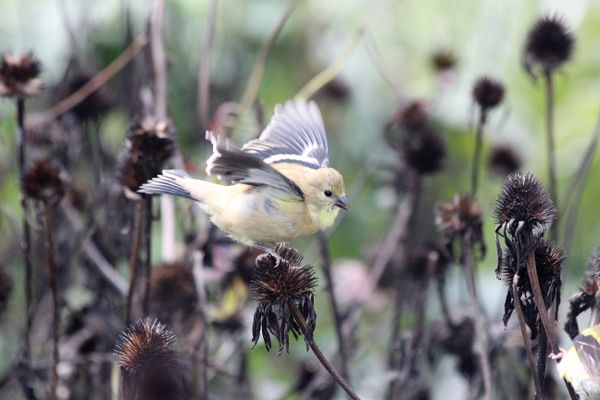 The American Goldfinch thumbnail