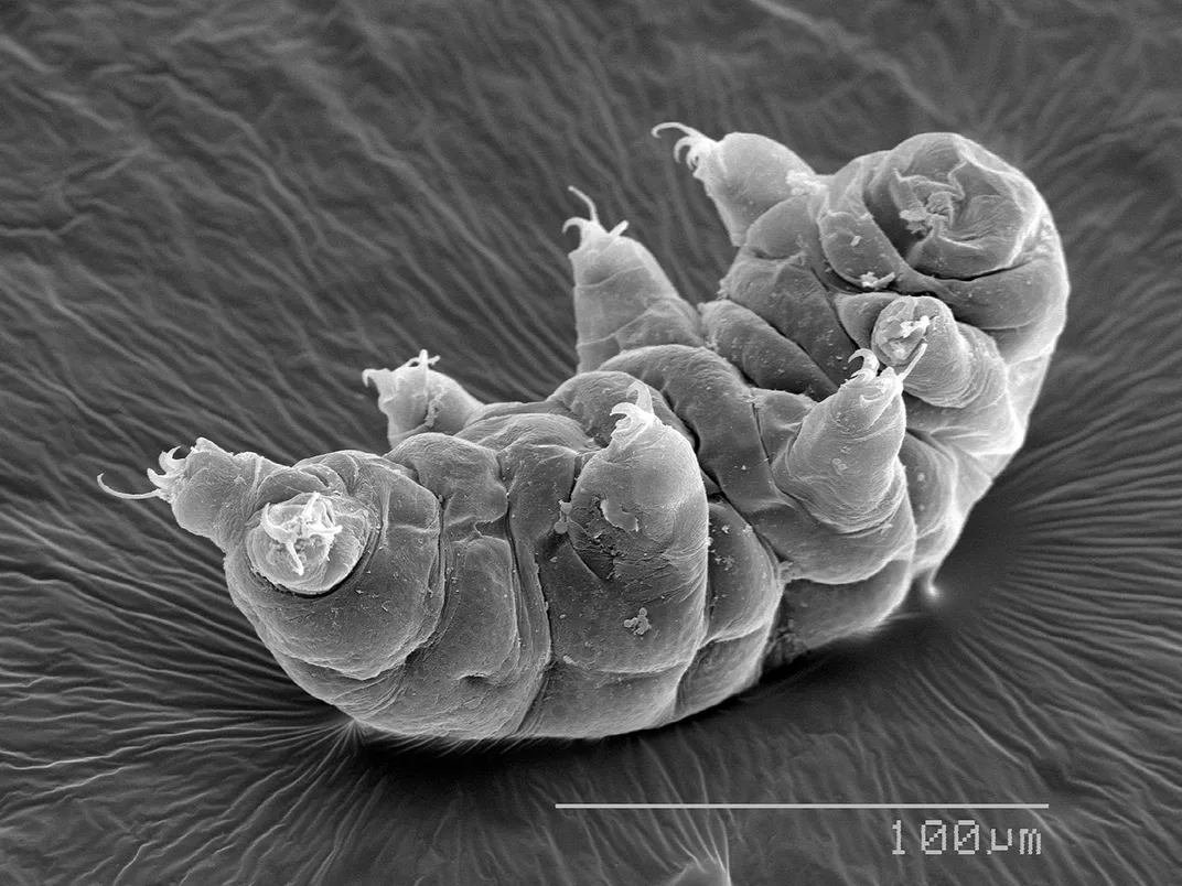 Tardigrade