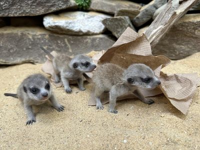 Get to Know the Zoo's Meerkat Pups image