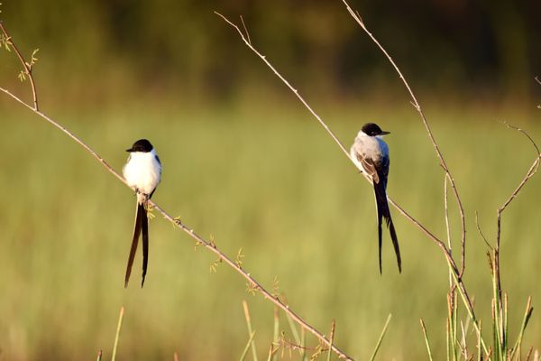 A couple of Fork-tailed Flycatchers (Tyrannus savana) in Crooked Tree, Belize. thumbnail