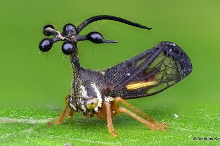 Bocydium globulare, a treehopper with an unusual, helicopter-like helmet.