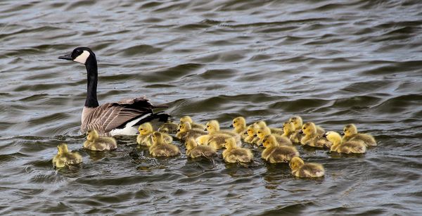 Mother Canada goose with her 22 goslings thumbnail