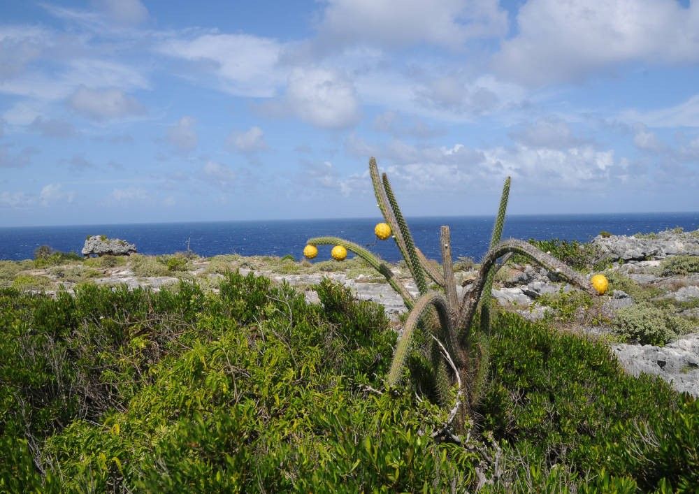 A green plant on a rocky coast.