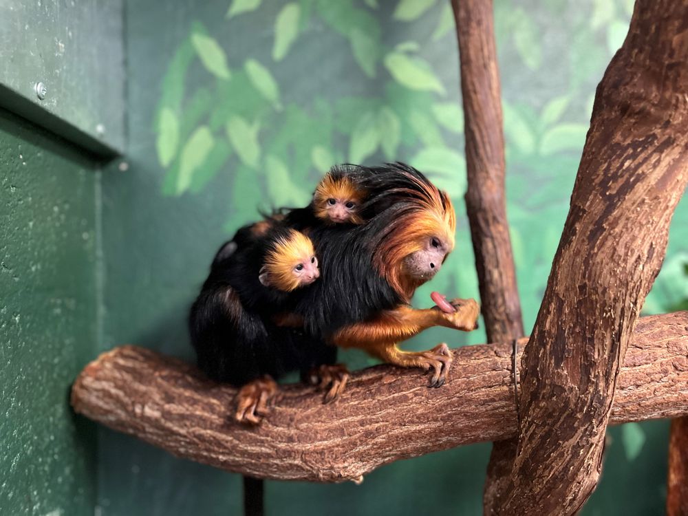 Zoo’s Historic Newborn Tamarin Twins Cling to Mom, Doing What Healthy Babies Do