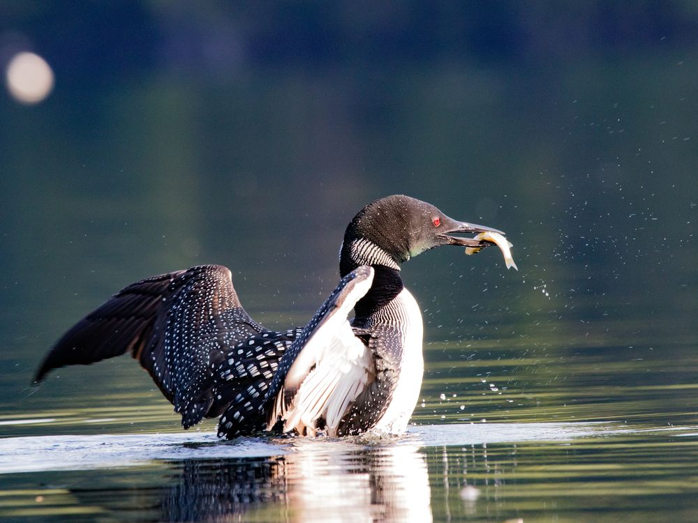 Loon flapping it's wings after catching a fish Smithsonian Photo