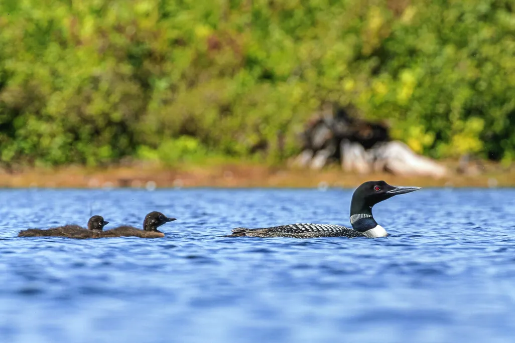 Loon