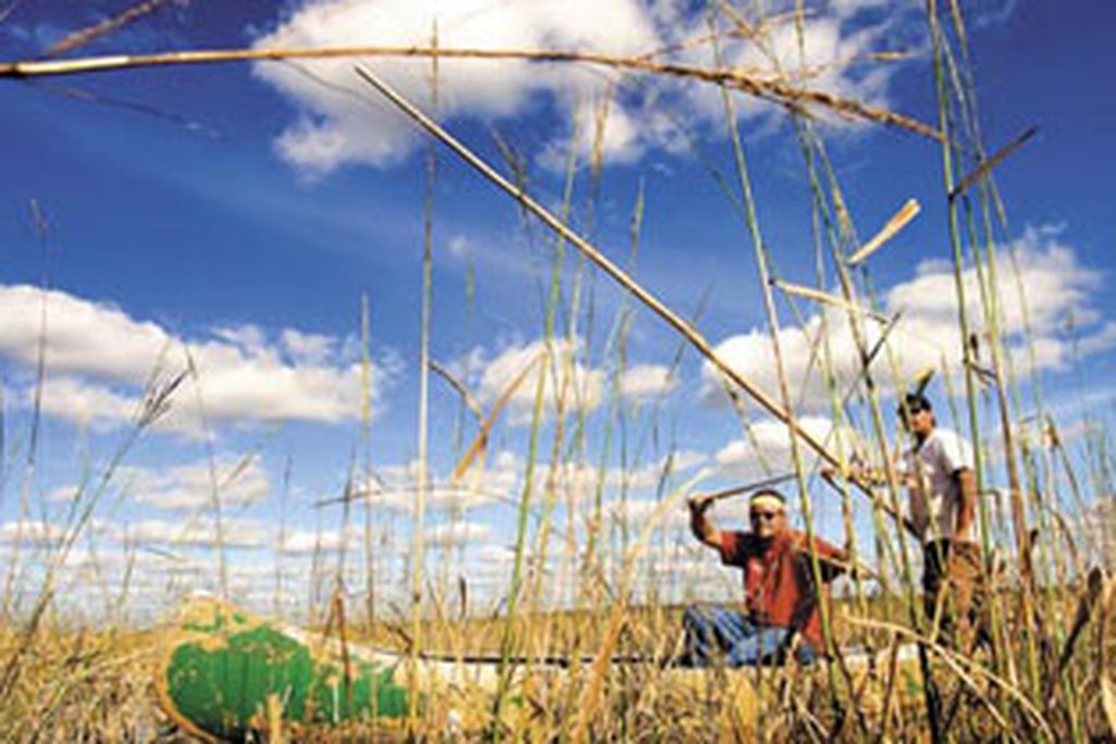 Ojibwa tribe members gather 50,000 pounds of wild rice