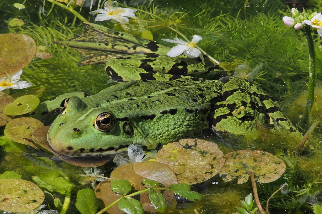 Smuggled Frogs