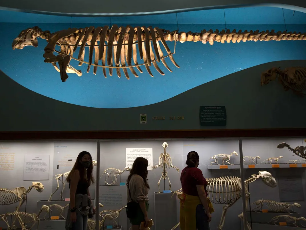 Steller's Sea Cow Skeleton