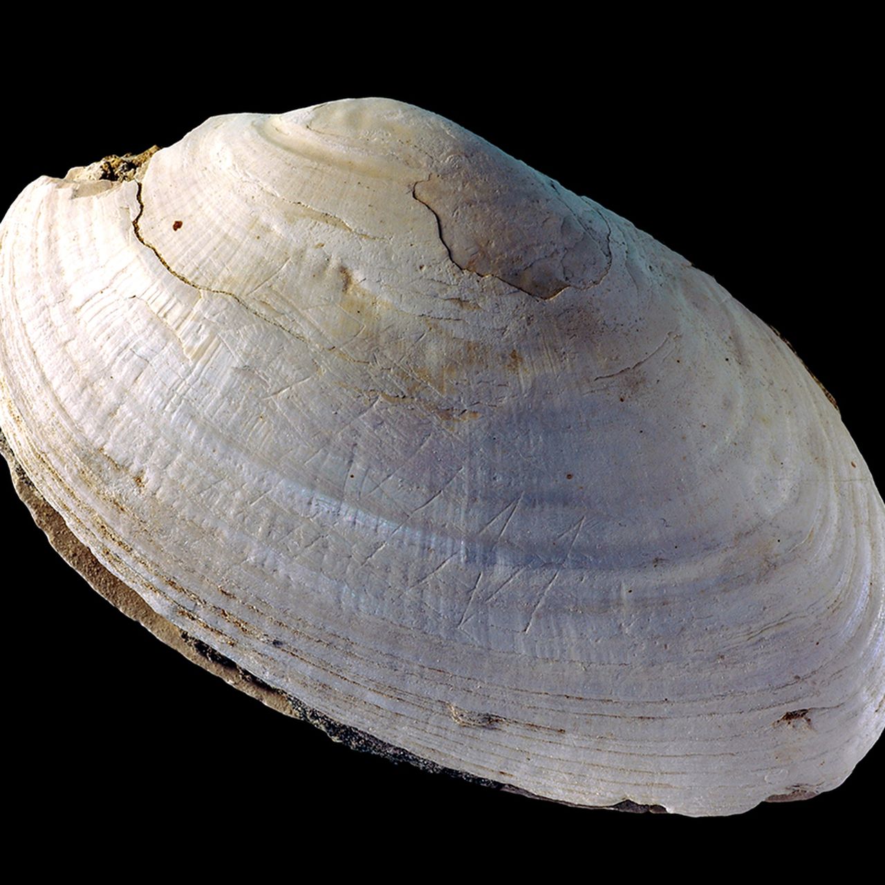 joordens_trinil_engravedshelle