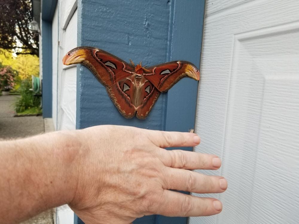 Atlas moth in Bellevue shown to be the size of a human hand