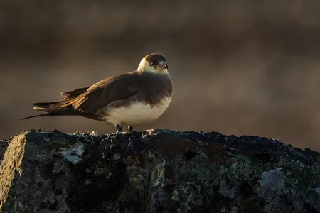 Discover why and how seabirds, like the parasitic jaeger, migrate in a virtual program on June 8. (Per Harald Olsen/NTNU, CC BY 2.0) 