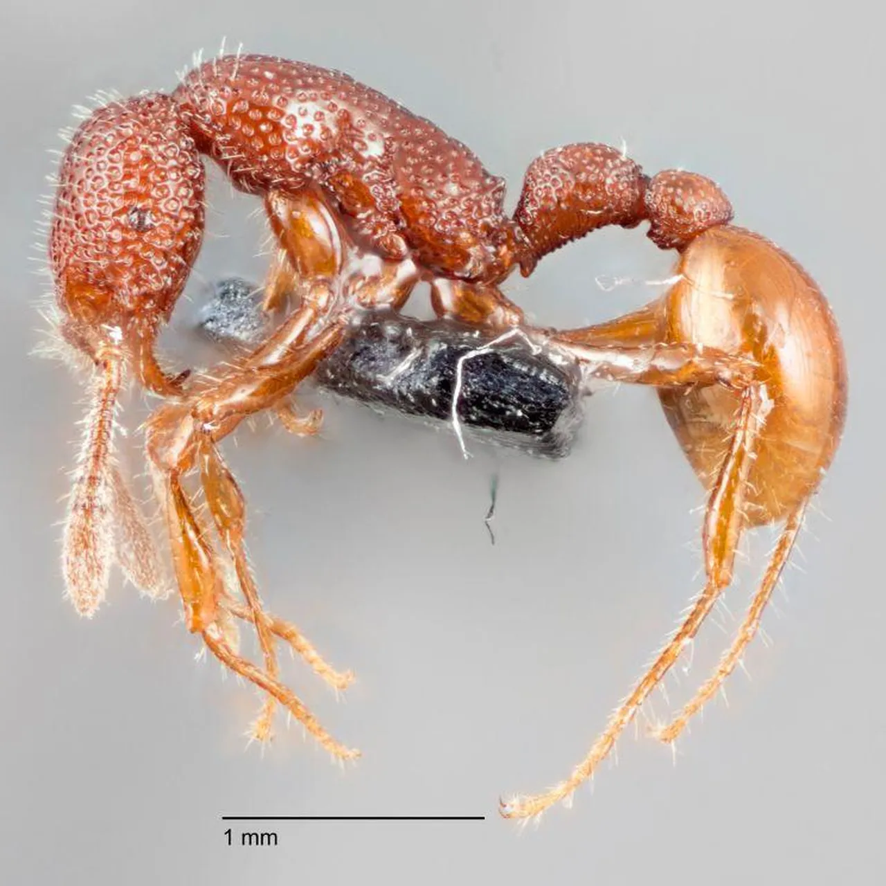 (スー)ANT★REX T. Rex Ants Found Alive for the First Time