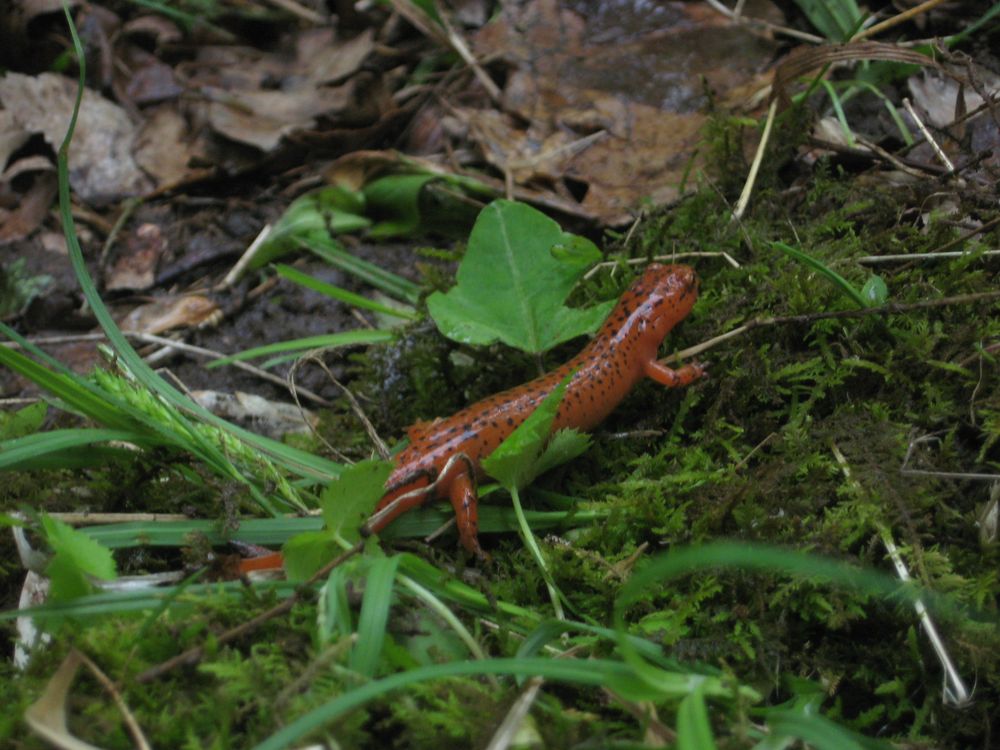 red_salamander.jpg
