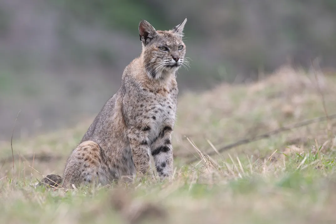 Bobcat