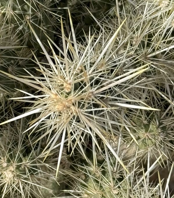 Nature’s Needles thumbnail