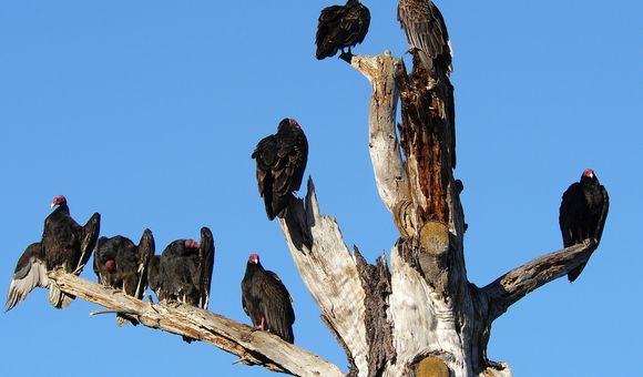 While digging through decaying carcasses, vultures expose themselves to dangerous pathogens. Gary Graves studies the unique microorganisms in the guts of these birds that help them resist infections. (Joyce Cory)