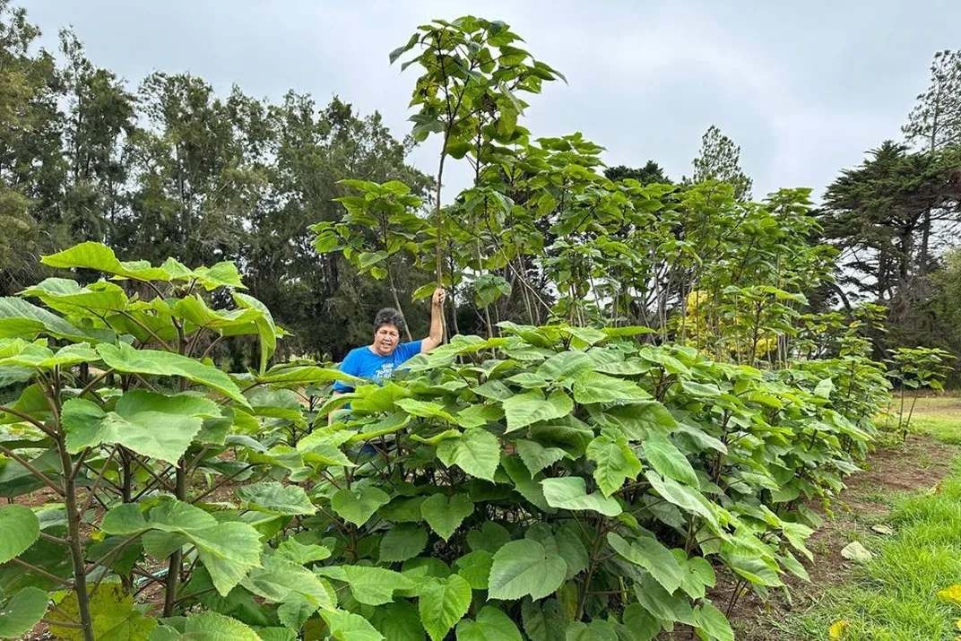 A woman in a bright blue shirt stands among broad-leafed, bright green plants nearly as tall as she is.