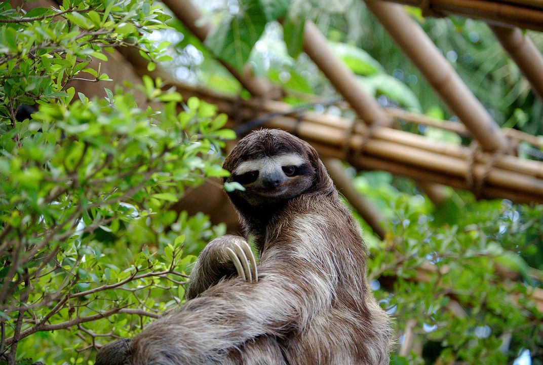 What Drives a Sloth's Ritualistic Trek to Poop? | Science| Smithsonian Magazine