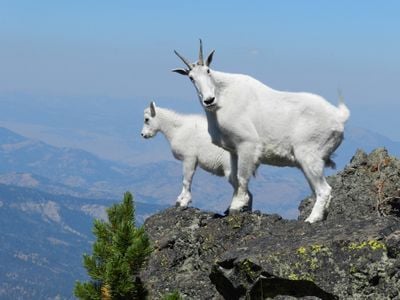 Mountain goats at Yellowstone National Park