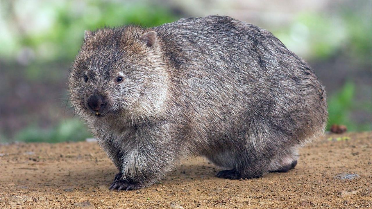 How Big Is Wombat Poop