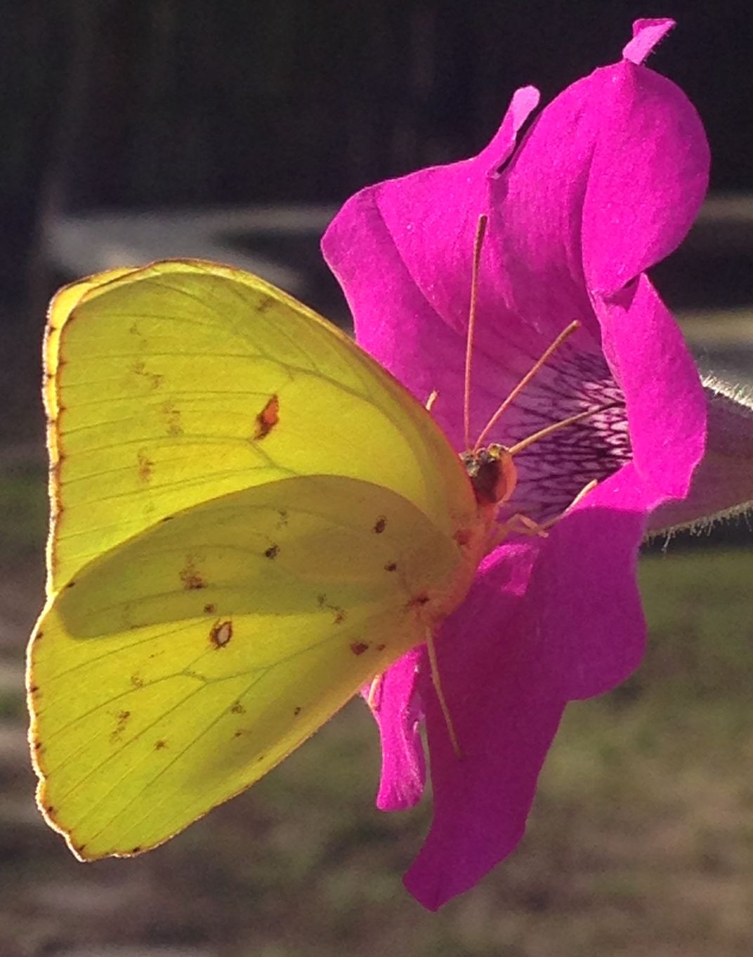 A butterfly landed on a bloom in our backyard today Smithsonian Photo