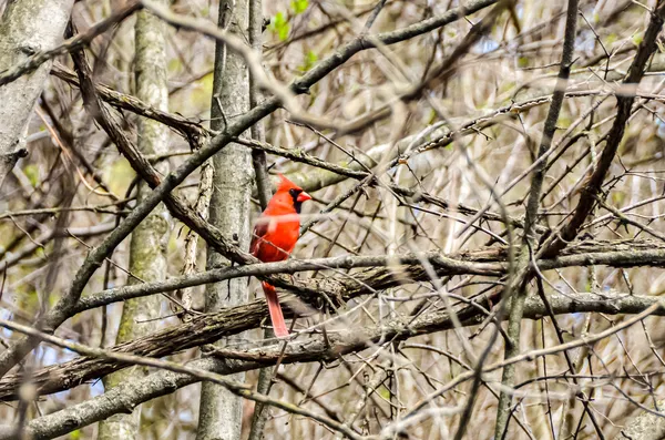 Cardinal In The Woods thumbnail