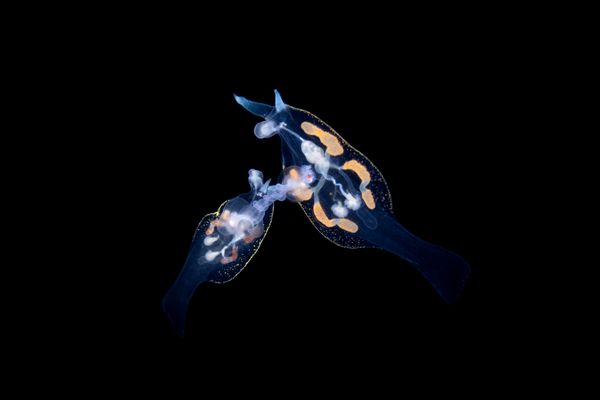 Mating Pelagic Nudibranchs thumbnail