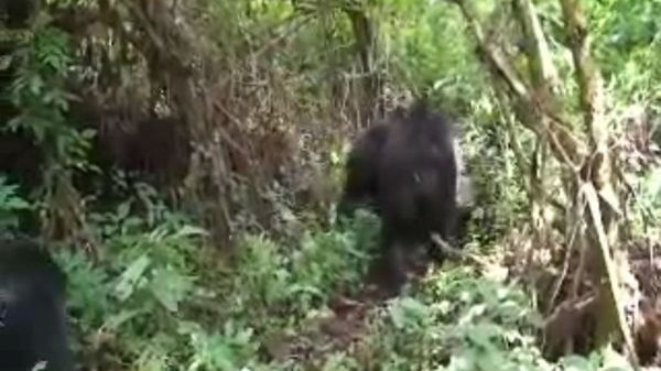 Preview thumbnail for Mountain Gorillas Threatened