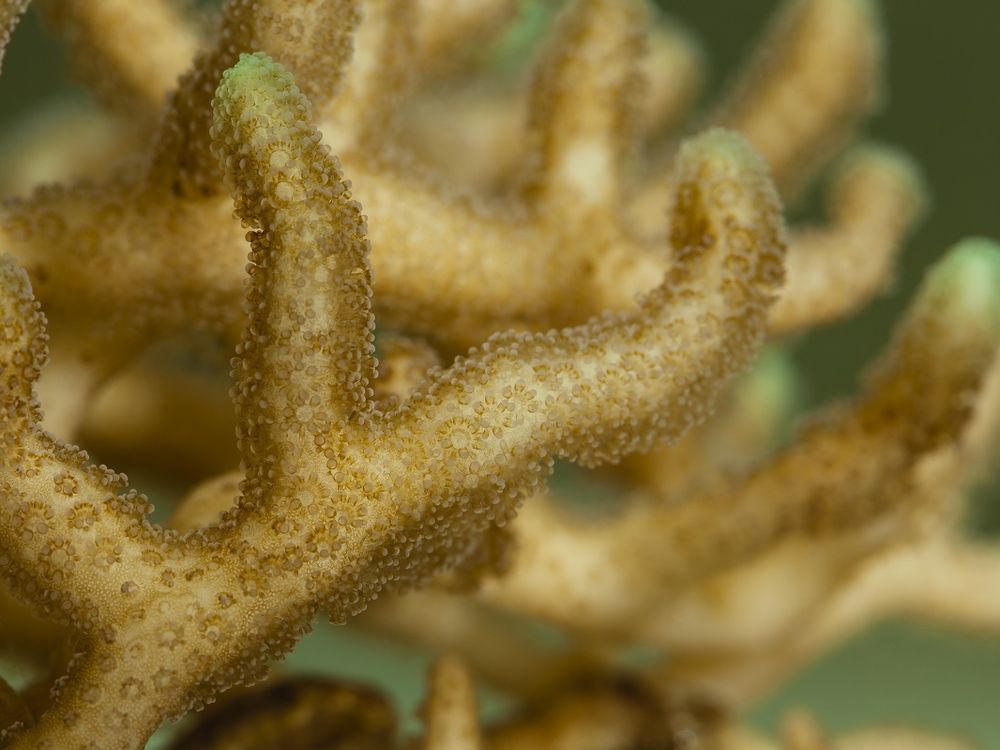 Many organisms like coral — and even people — create their own minerals to perform basic life functions. Geologists can study these biominerals to learn more about Earth. (Donald E. Hurlbert, Smithsonian)