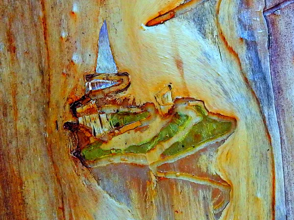 A Design in a Tree thumbnail