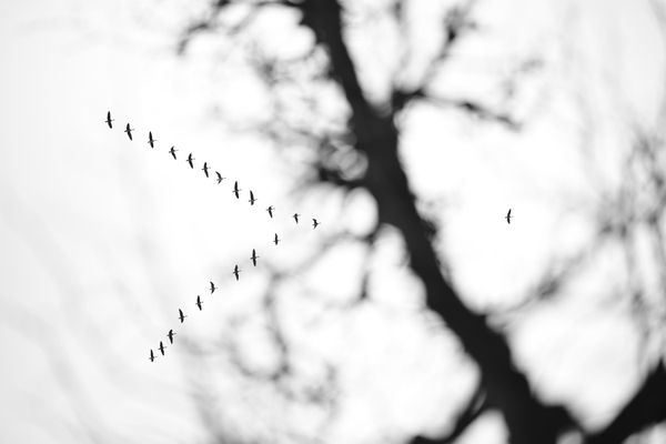 Migrating Geese thumbnail