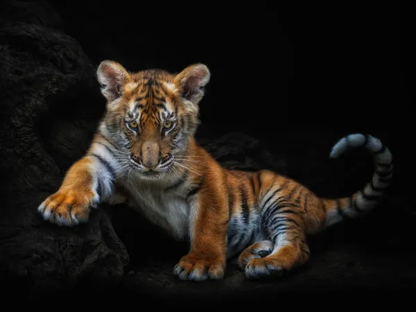 BORN TO SURVIVE thumbnail