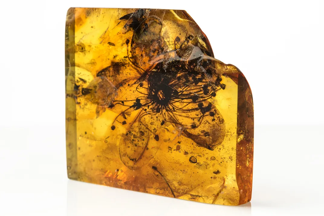 Block of amber that contains a flower