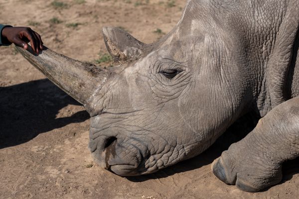A wild life Ranger rest his hand on a sleeping Rhino's horn thumbnail